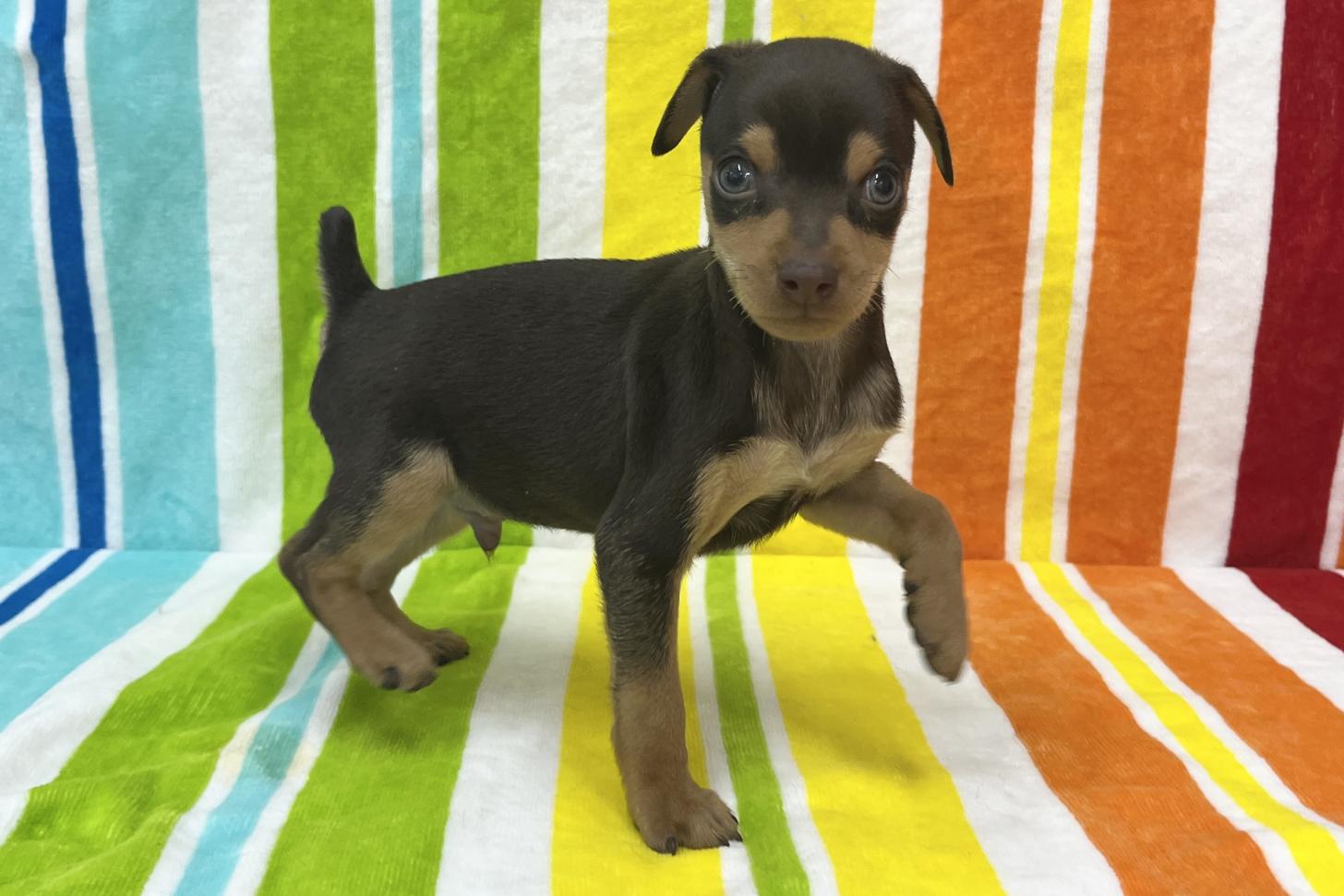 愛知県のミニチュアピンシャー (ハピースペット一宮三条アミーゴ店/2026年1月20日生まれ/男の子/チョコレートタン)の子犬の4枚目の画像