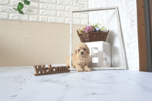 滋賀県のトイプードル(トイ) (いっぷく湖南店/2025年5月29日生まれ/女の子/ペールフォーン)の子犬の2枚目の画像