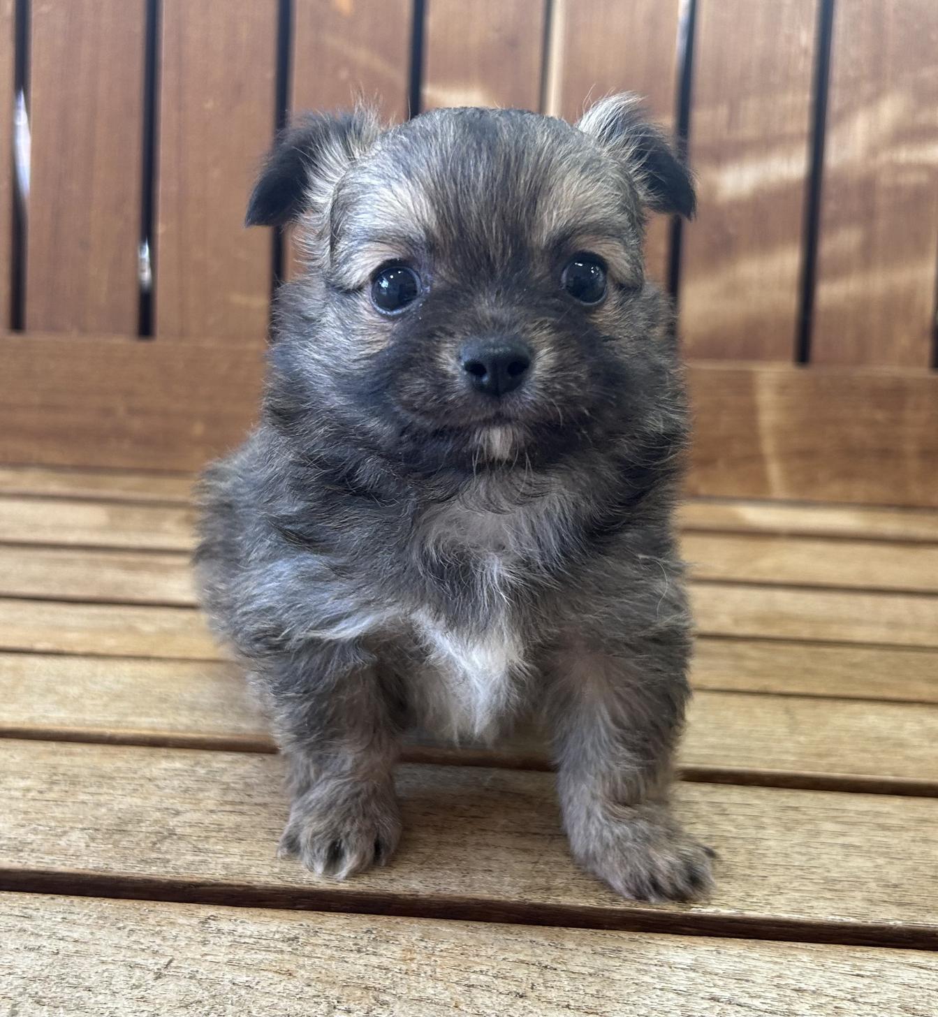 佐賀県のチワワ(ロング) (スタードッグス新鳥栖店/2024年12月25日生まれ/男の子/フォーン)の子犬