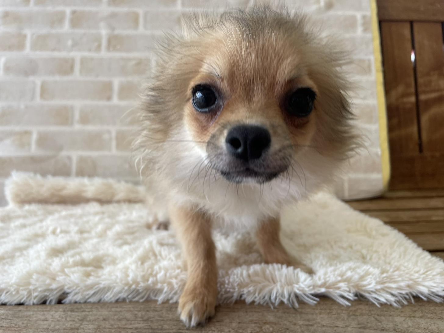 佐賀県のチワワ(ロング) (スタードッグス新鳥栖店/2024年12月25日生まれ/男の子/フォーン)の子犬