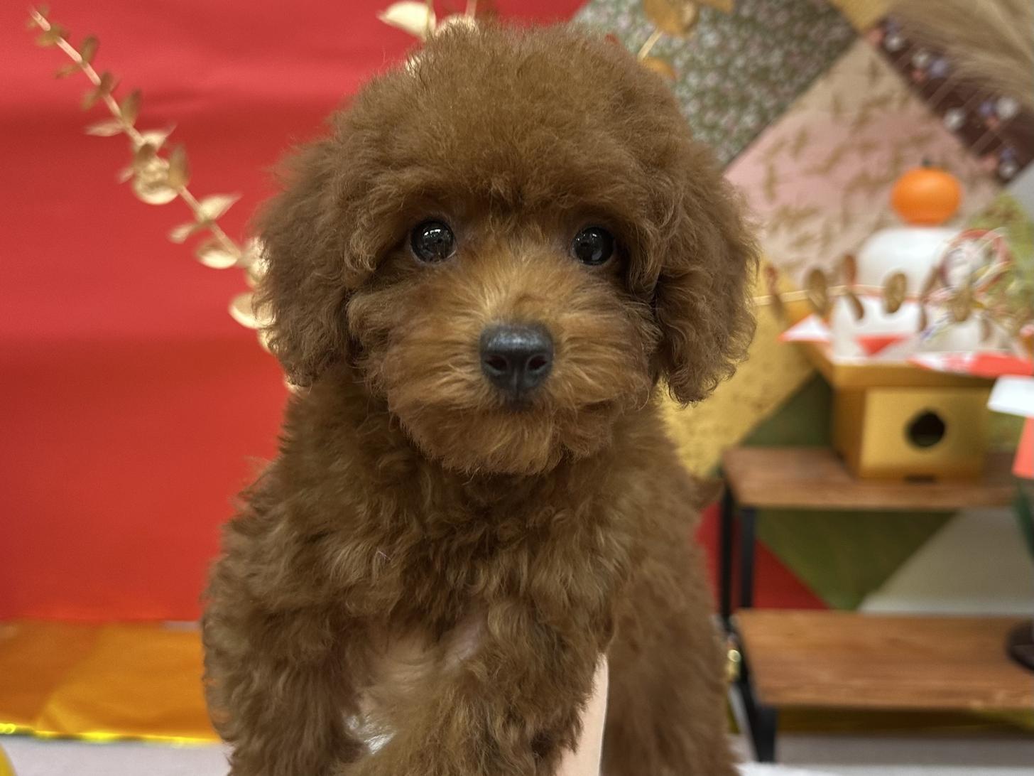 北海道のトイプードル(トイ) (ラブワンコ カインズ大曲店/2025年11月16日生まれ/女の子/レッド)の子犬