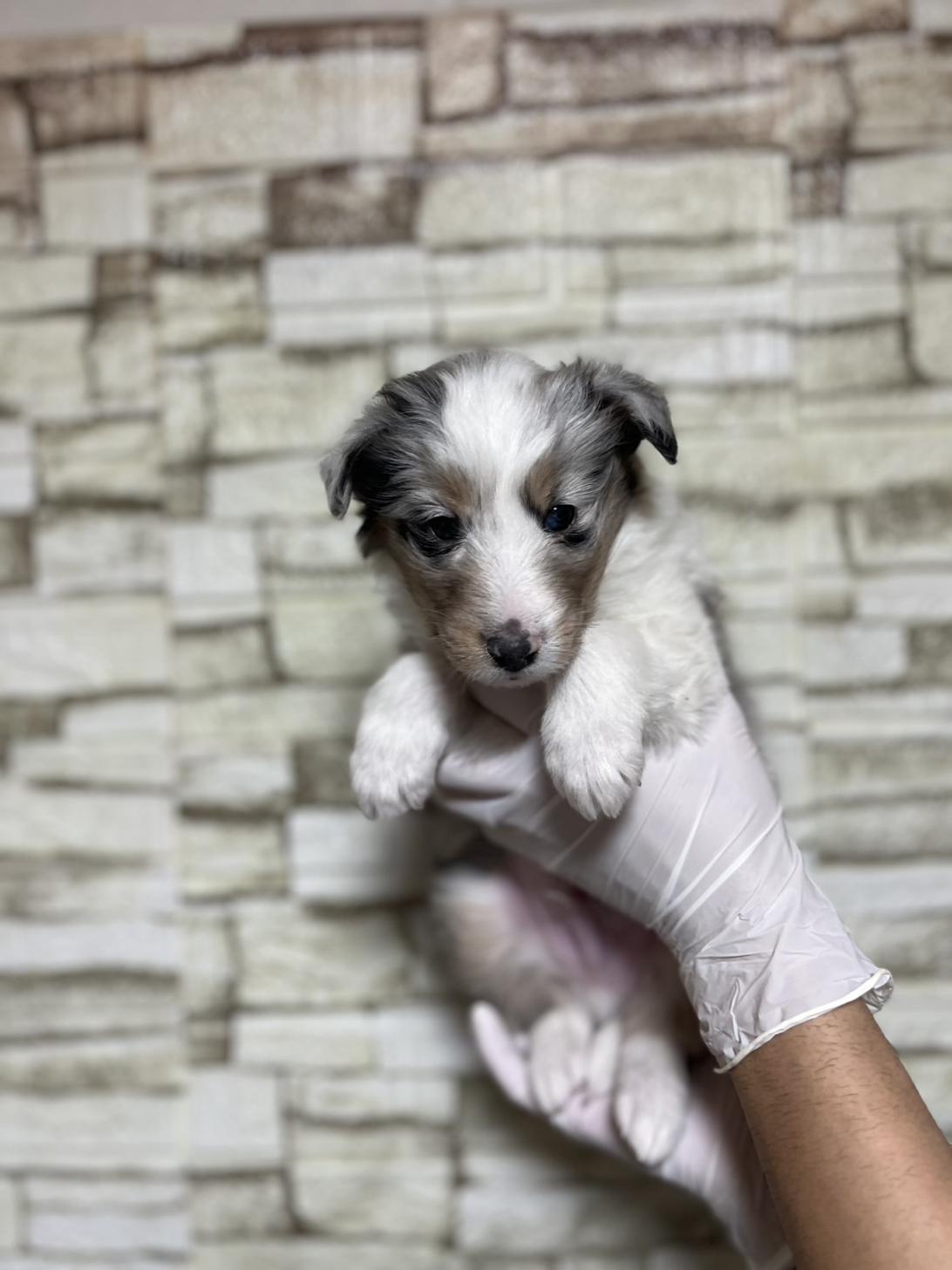 埼玉県のシェットランドシープドッグ (ペッツスマイル加須インター店/2025年10月25日生まれ/男の子/ブルーマールホワイトタン)の子犬の1枚目の画像