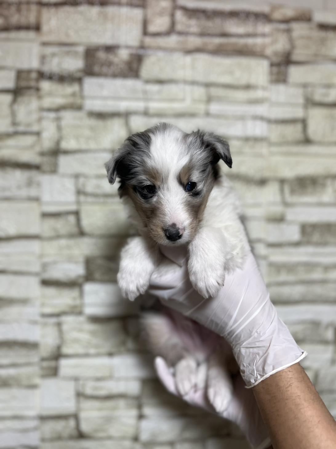 埼玉県のシェットランドシープドッグ (ペッツスマイル加須インター店/2025年10月25日生まれ/男の子/ブルーマールホワイトタン)の子犬の2枚目の画像