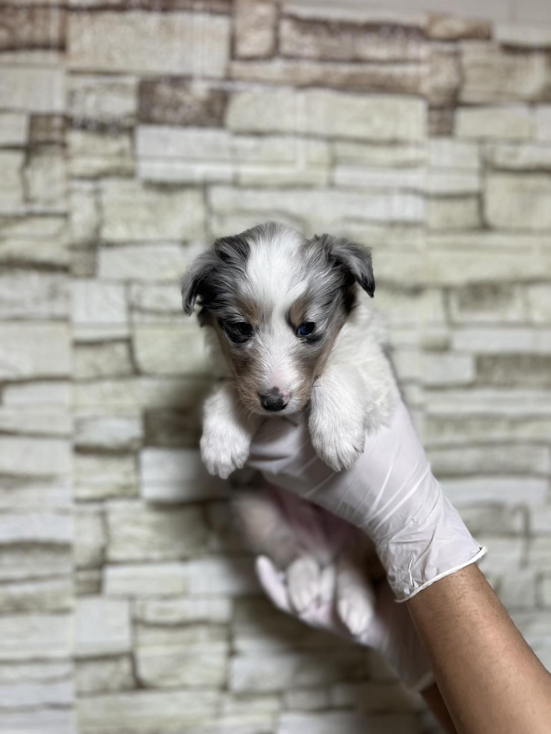埼玉県のシェットランドシープドッグ (ペッツスマイル加須インター店/2025年10月25日生まれ/男の子/ブルーマールホワイトタン)の子犬の3枚目の画像
