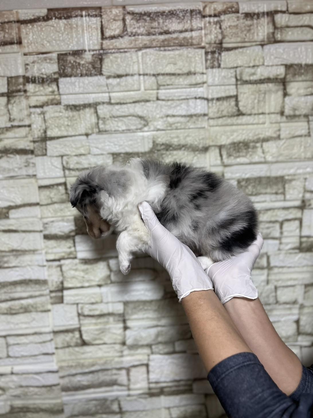 埼玉県のシェットランドシープドッグ (ペッツスマイル加須インター店/2025年10月25日生まれ/男の子/ブルーマールホワイトタン)の子犬の4枚目の画像