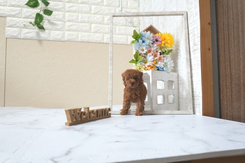 滋賀県のトイプードル(トイ) (いっぷく湖南店/2025年7月27日生まれ/女の子/レッドフォーン)の子犬の2枚目の画像