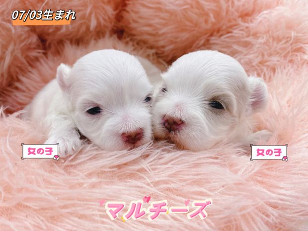 新潟県のマルチーズ (竹内ペット 新津本店/2026年7月3日生まれ/女の子/ホワイト)の子犬の1枚目の画像