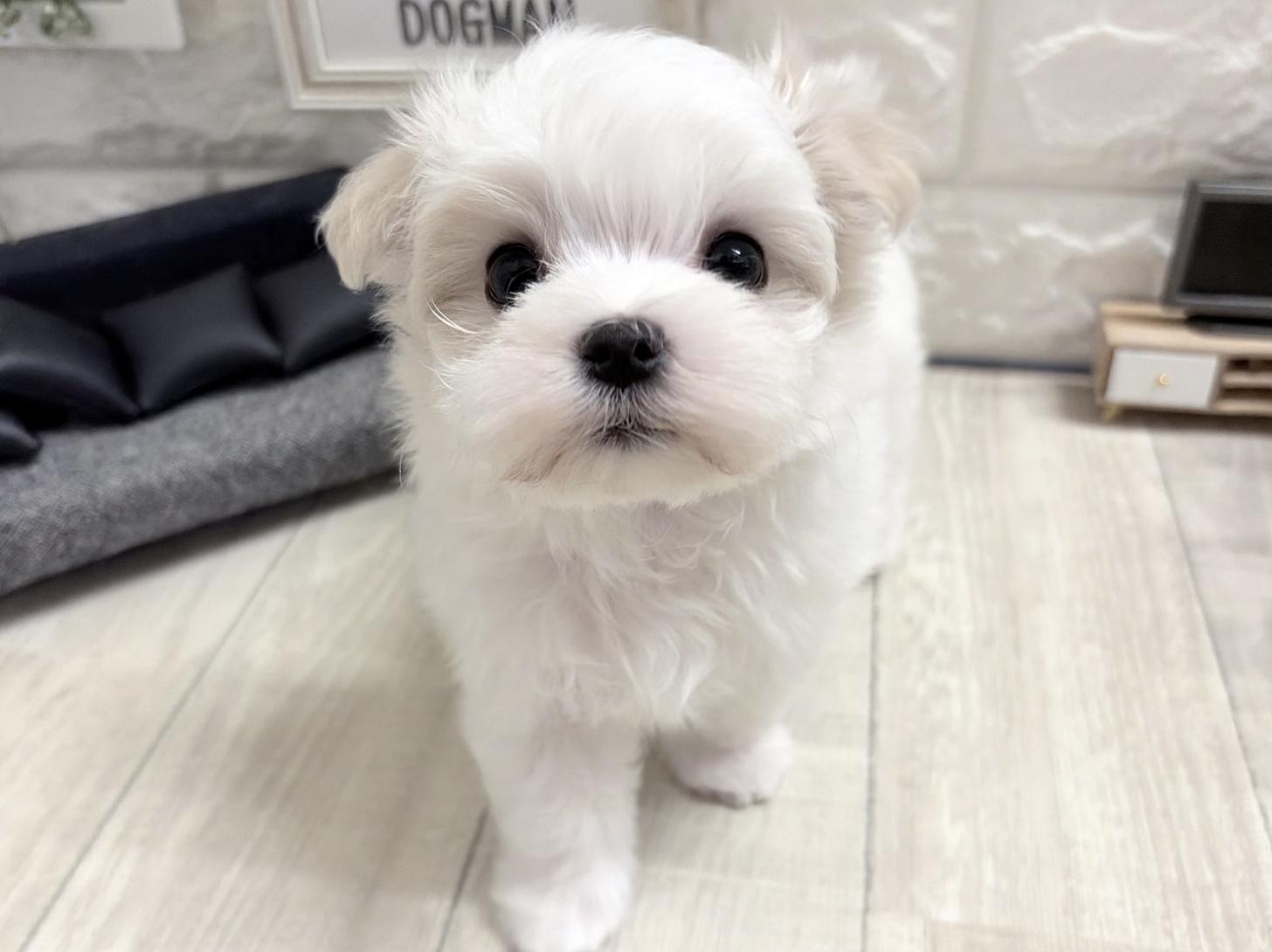 大阪府のマルチーズ (DOGMAN平野瓜破店/2026年8月10日生まれ/男の子/ホワイト)の子犬の3枚目の画像