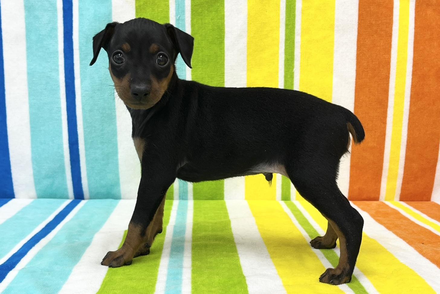 愛知県のミニチュアピンシャー (ハピースペット一宮三条アミーゴ店/2025年11月12日生まれ/男の子/ブラックタン)の子犬の4枚目の画像