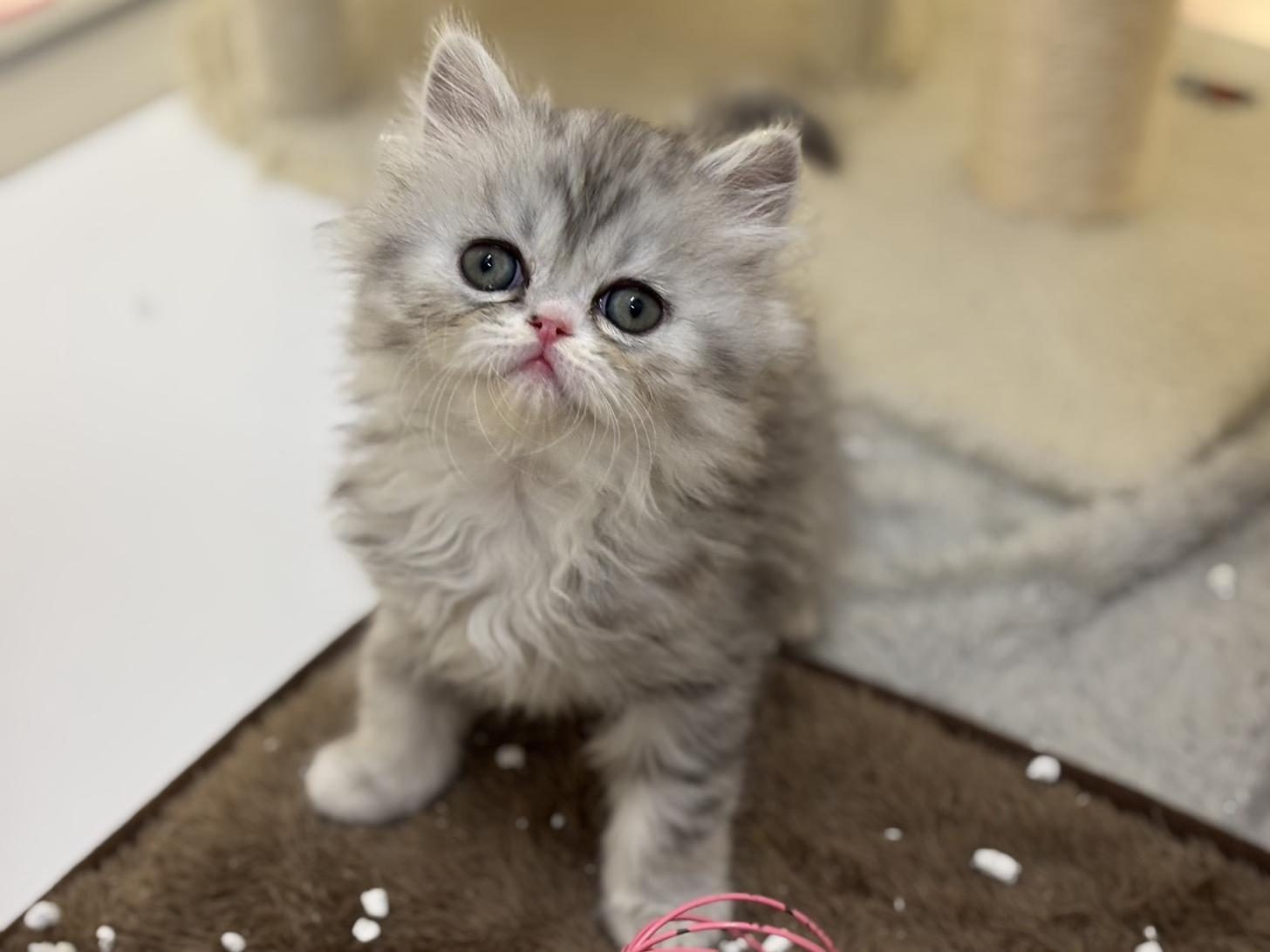 神奈川県のフォールデックス (Doggy Style 小田原店/2025年11月11日生まれ/男の子/シルバータビーホワイト)の子猫の1枚目の画像