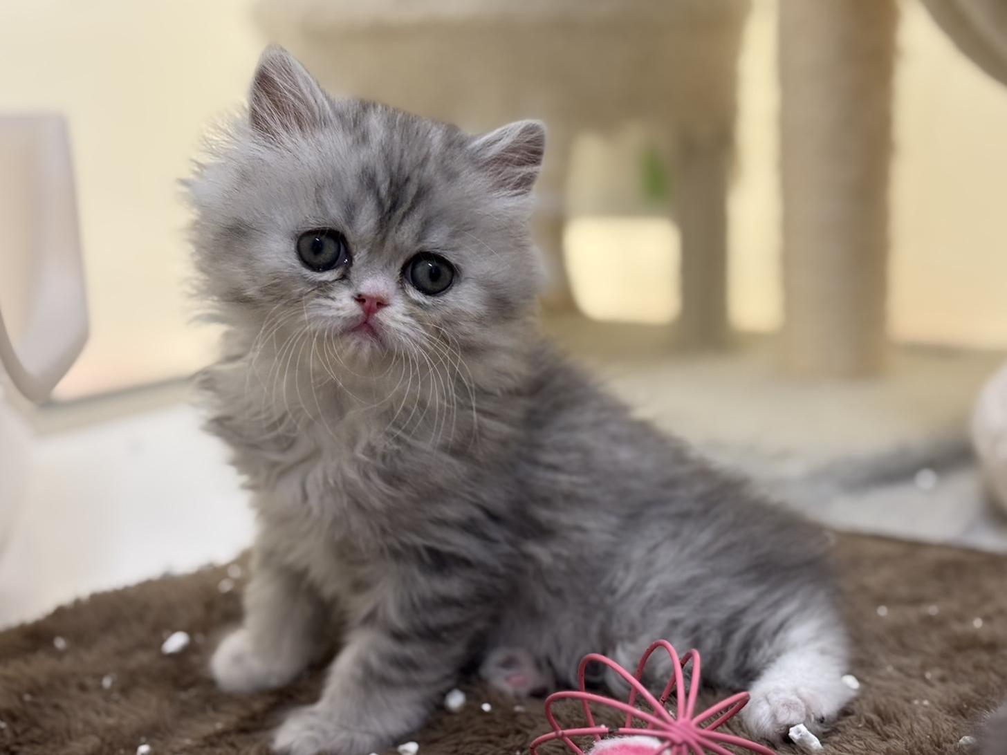 神奈川県のフォールデックス (Doggy Style 小田原店/2025年11月11日生まれ/男の子/シルバータビーホワイト)の子猫の2枚目の画像