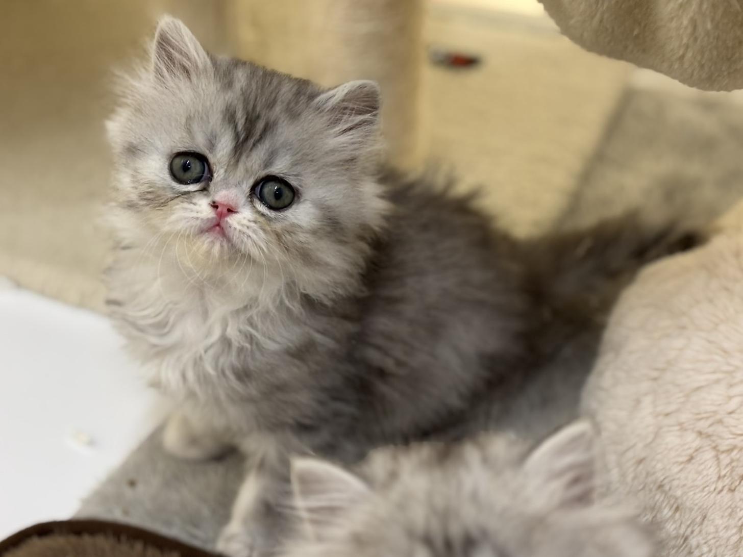 神奈川県のフォールデックス (Doggy Style 小田原店/2025年11月11日生まれ/男の子/シルバータビーホワイト)の子猫の3枚目の画像