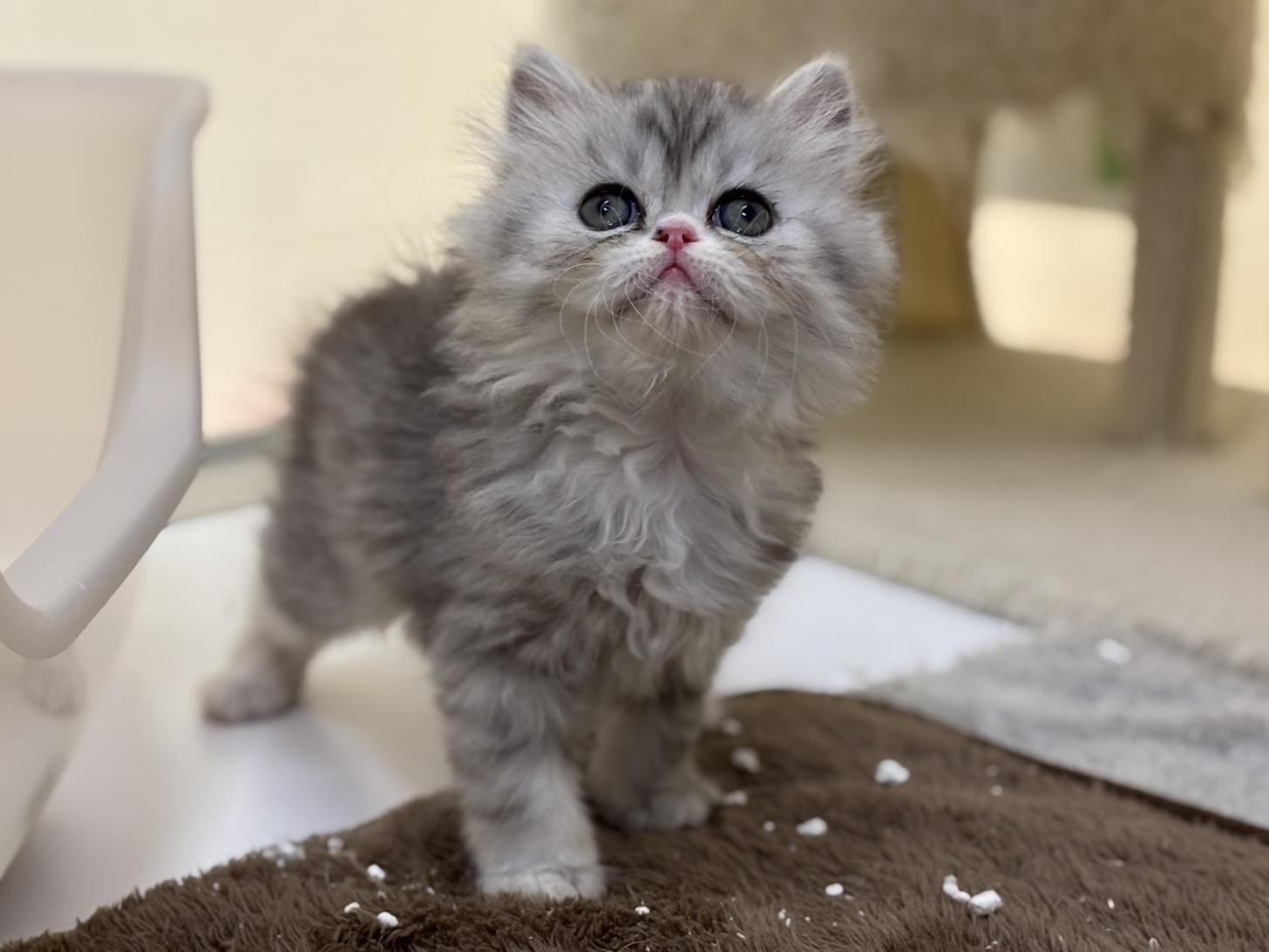 神奈川県のフォールデックス (Doggy Style 小田原店/2025年11月11日生まれ/男の子/シルバータビーホワイト)の子猫の4枚目の画像