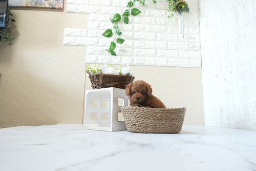 滋賀県のトイプードル(トイ) (いっぷく湖南店/2026年4月5日生まれ/女の子/レッドフォーン)の子犬の1枚目の画像