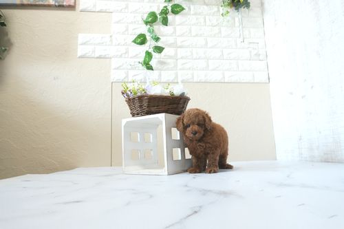 滋賀県のトイプードル(トイ) (いっぷく湖南店/2026年4月5日生まれ/女の子/レッドフォーン)の子犬の2枚目の画像
