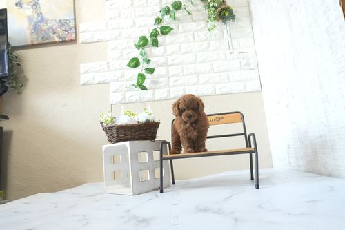 滋賀県のトイプードル(トイ) (いっぷく湖南店/2026年4月5日生まれ/女の子/レッドフォーン)の子犬の3枚目の画像
