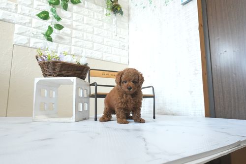 滋賀県のトイプードル(トイ) (いっぷく湖南店/2026年4月5日生まれ/女の子/レッドフォーン)の子犬の4枚目の画像