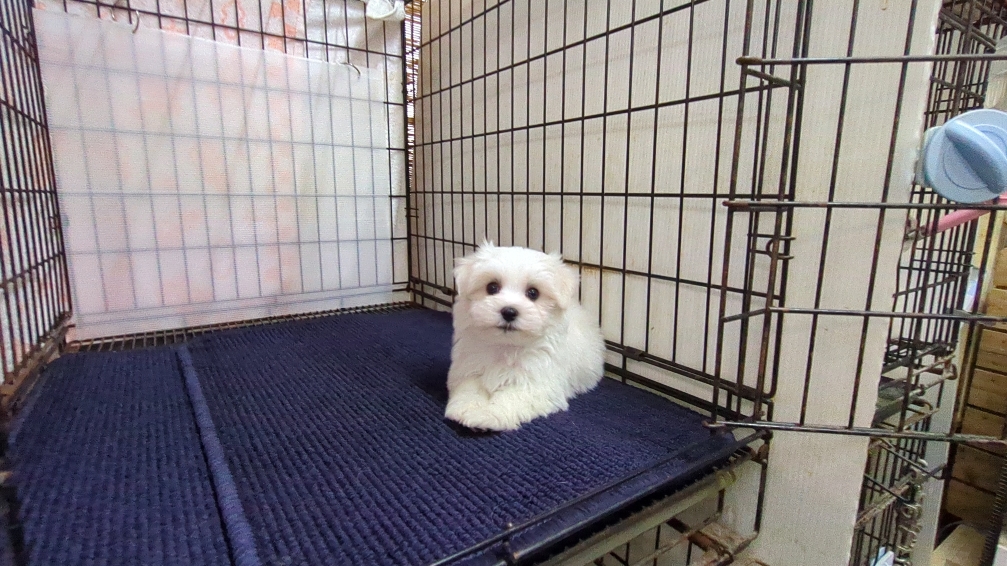 茨城県のマルチーズ (ペットショップスズキ/2025年11月8日生まれ/男の子/ホワイト)の子犬の1枚目の画像