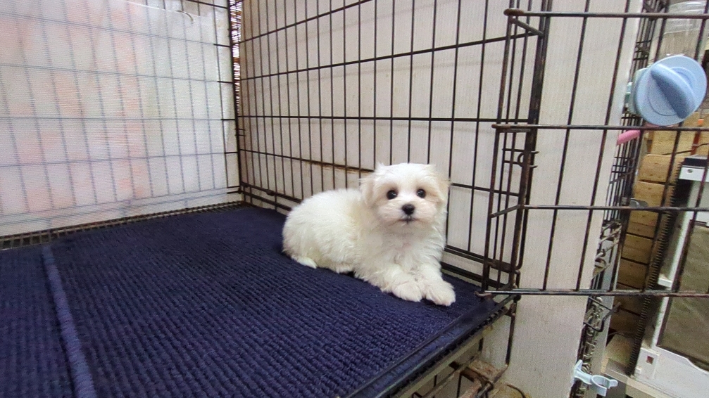 茨城県のマルチーズ (ペットショップスズキ/2025年11月8日生まれ/男の子/ホワイト)の子犬の2枚目の画像