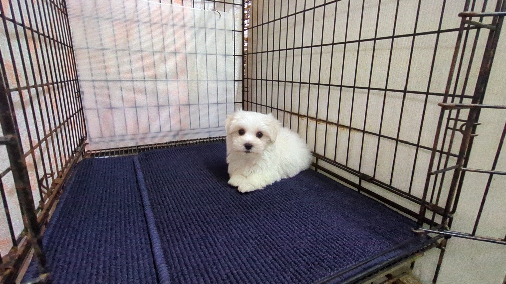 茨城県のマルチーズ (ペットショップスズキ/2025年11月8日生まれ/男の子/ホワイト)の子犬の3枚目の画像