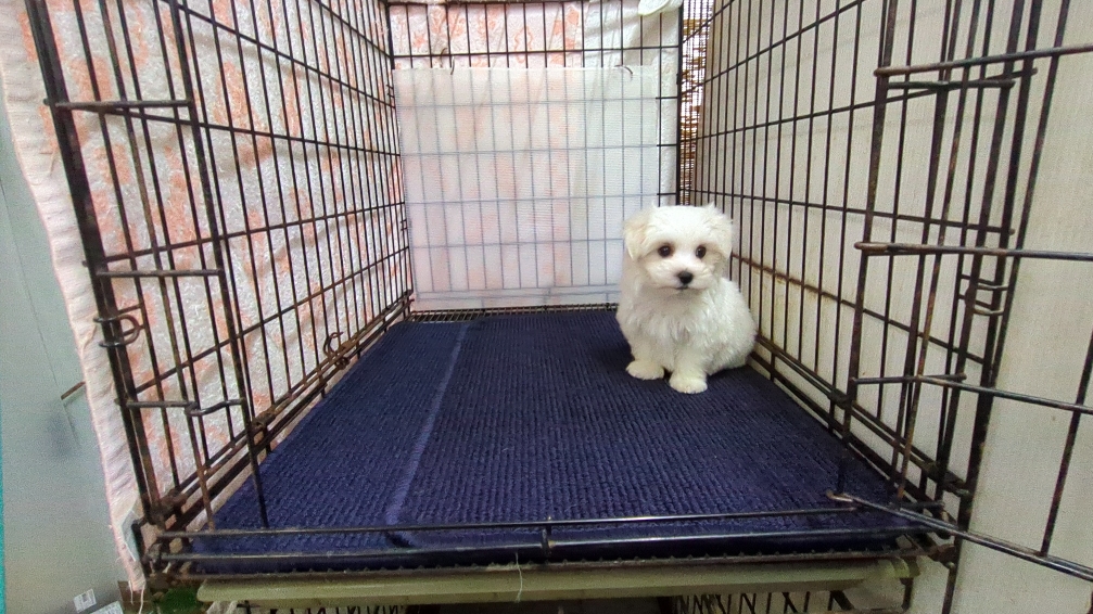 茨城県のマルチーズ (ペットショップスズキ/2025年11月8日生まれ/男の子/ホワイト)の子犬の4枚目の画像