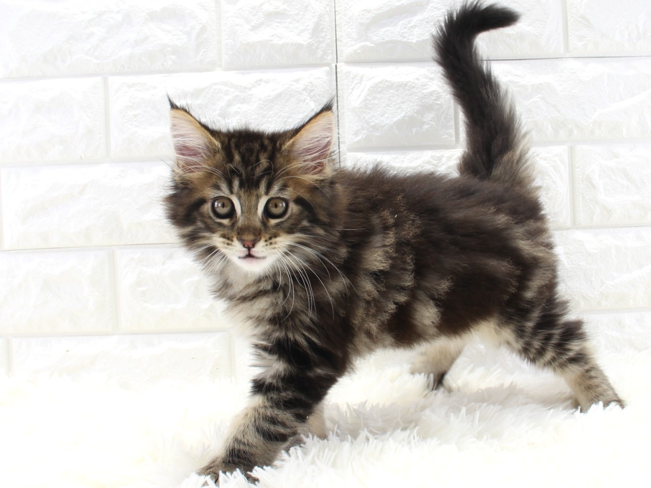 愛知県のメインクーン (猫福家 名古屋南店/2025年10月9日生まれ/男の子/ブラウンタビー)の子猫の1枚目の画像