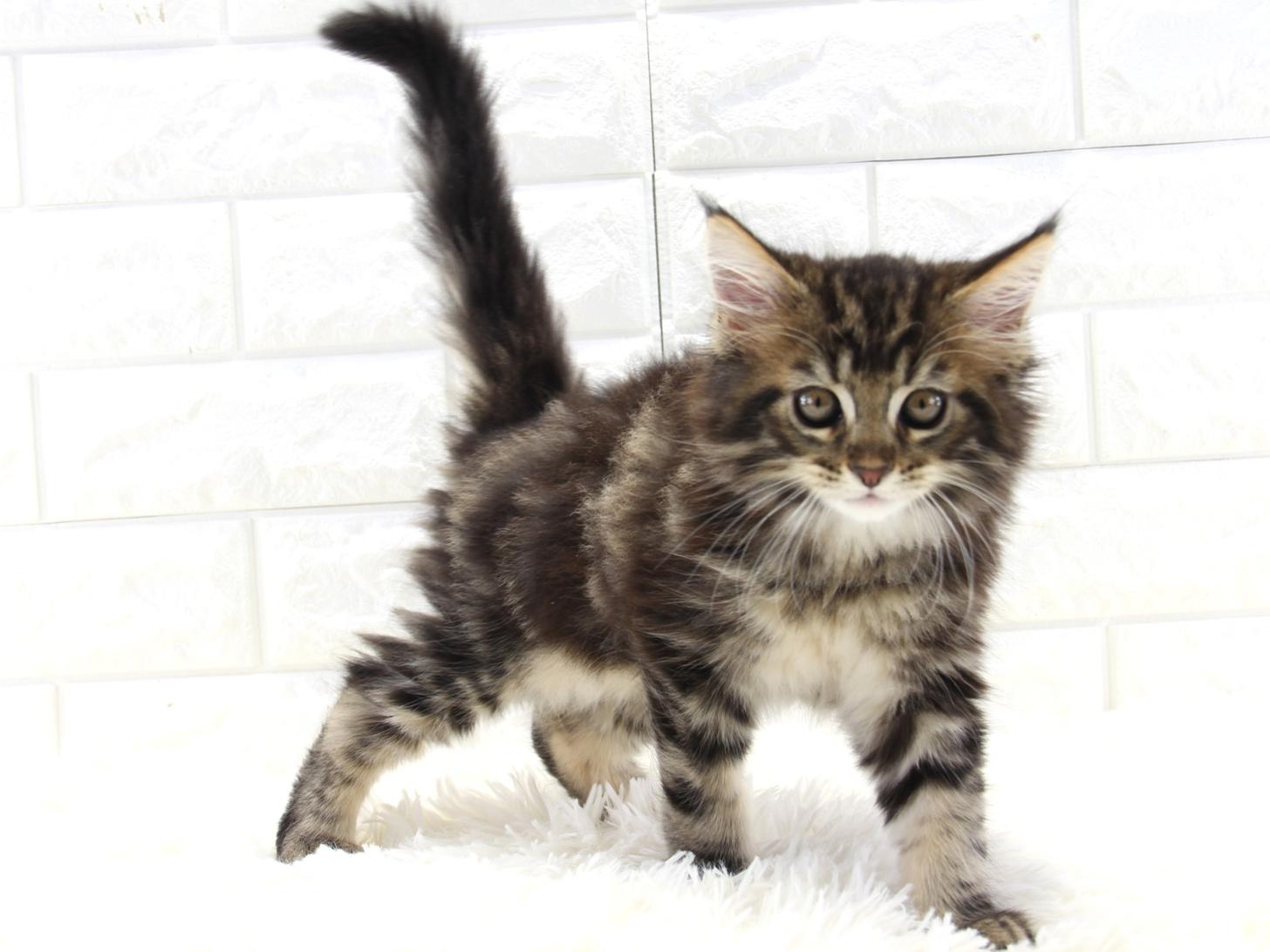 愛知県のメインクーン (猫福家 名古屋南店/2025年10月9日生まれ/男の子/ブラウンタビー)の子猫の2枚目の画像