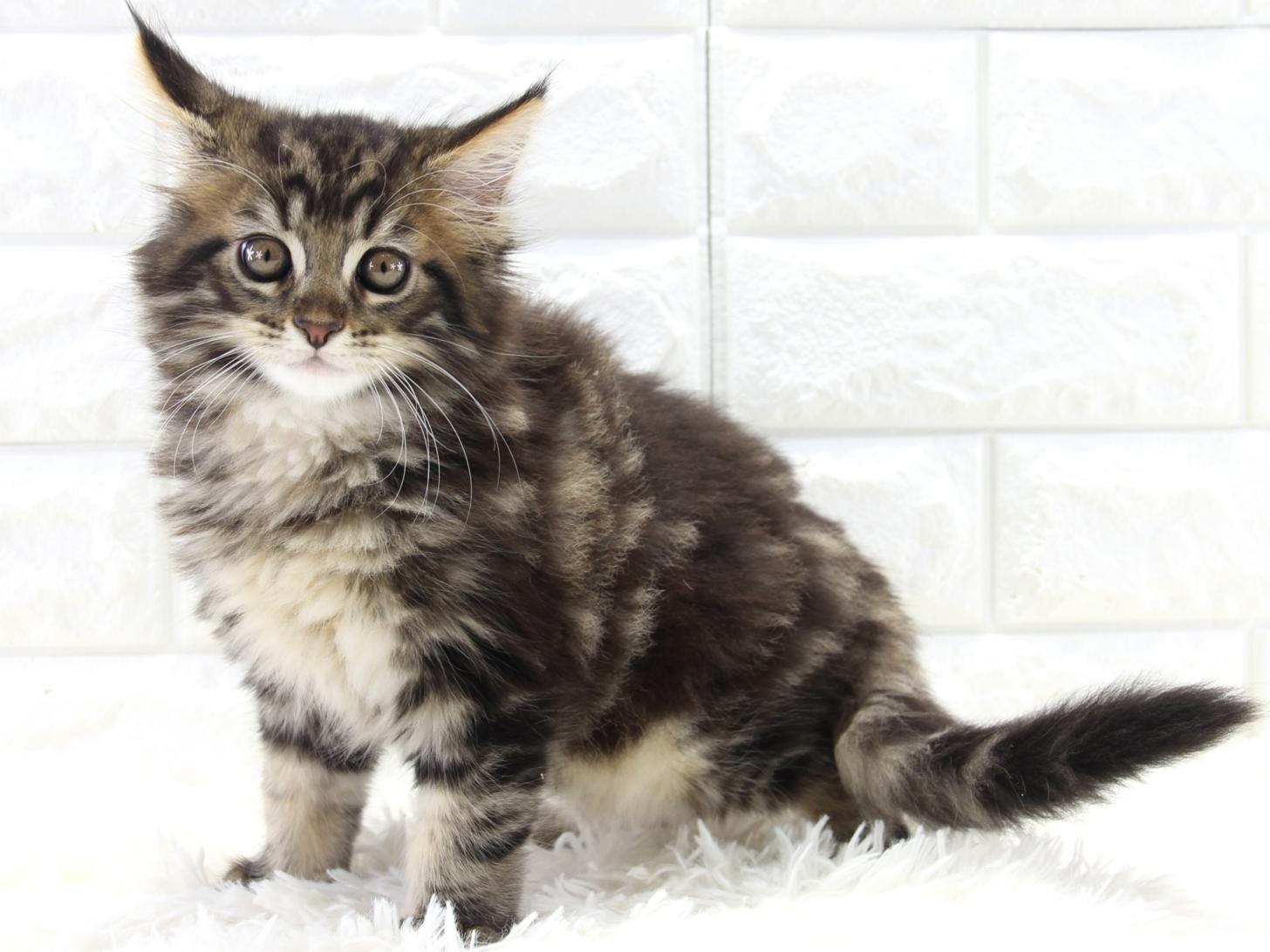 愛知県のメインクーン (猫福家 名古屋南店/2025年10月9日生まれ/男の子/ブラウンタビー)の子猫の3枚目の画像