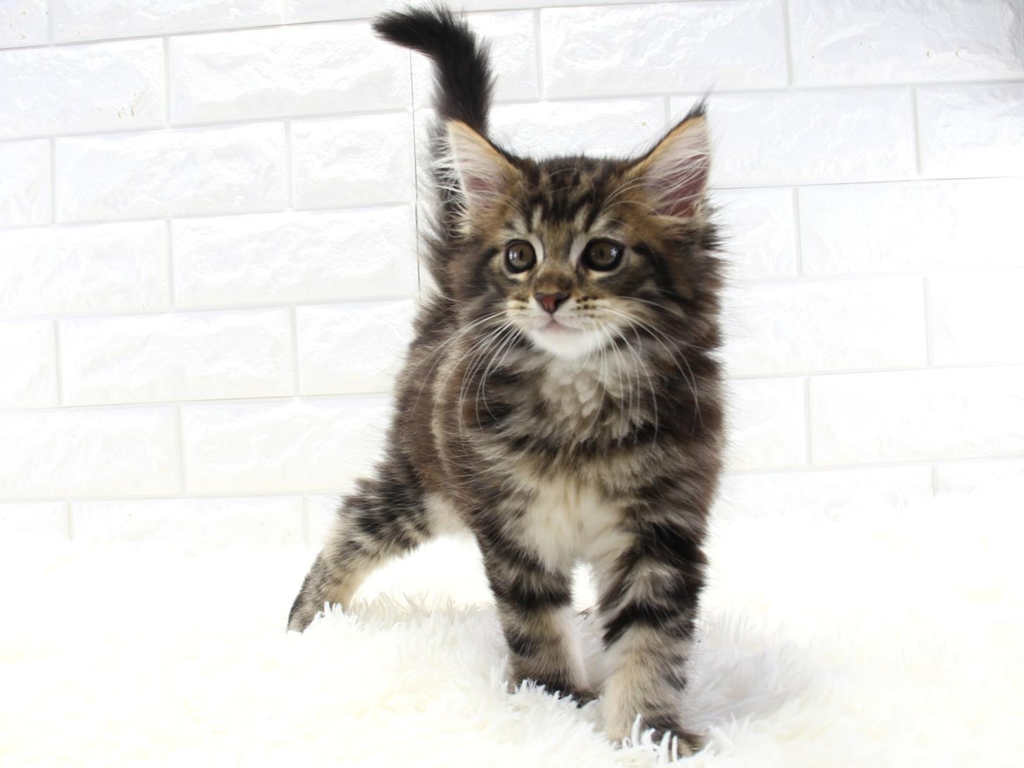 愛知県のメインクーン (猫福家 名古屋南店/2025年10月9日生まれ/男の子/ブラウンタビー)の子猫の4枚目の画像