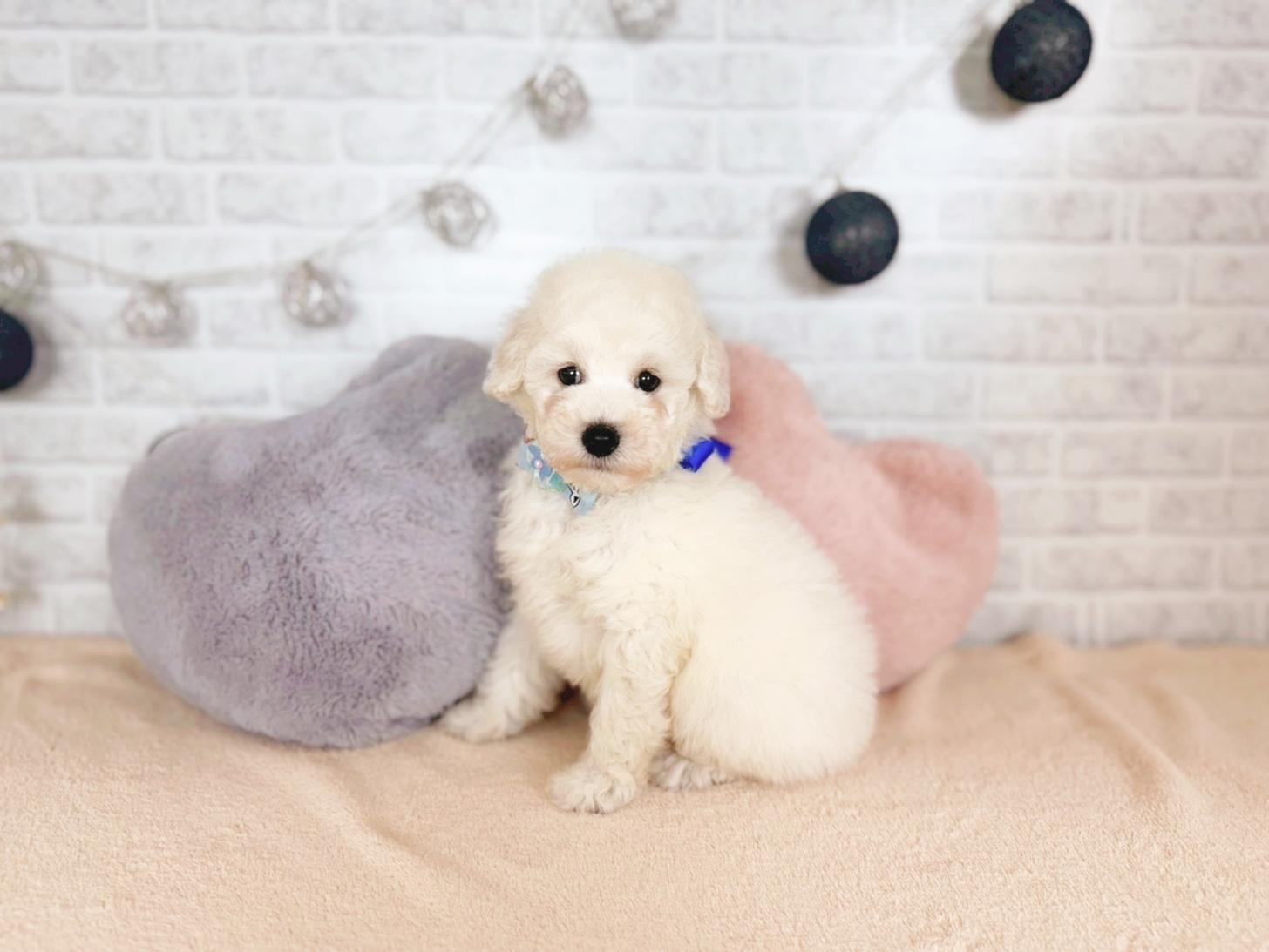 北海道のトイプードル(トイ) (ペットショップだんぼ/2025年10月5日生まれ/男の子/ホワイト)の子犬の1枚目の画像