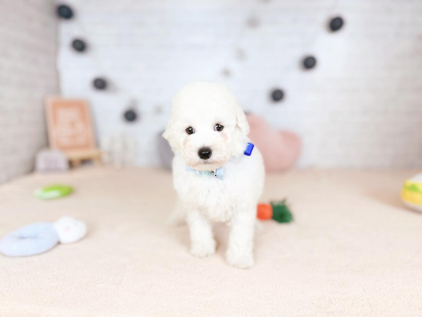 北海道のトイプードル(トイ) (ペットショップだんぼ/2025年10月5日生まれ/男の子/ホワイト)の子犬の2枚目の画像