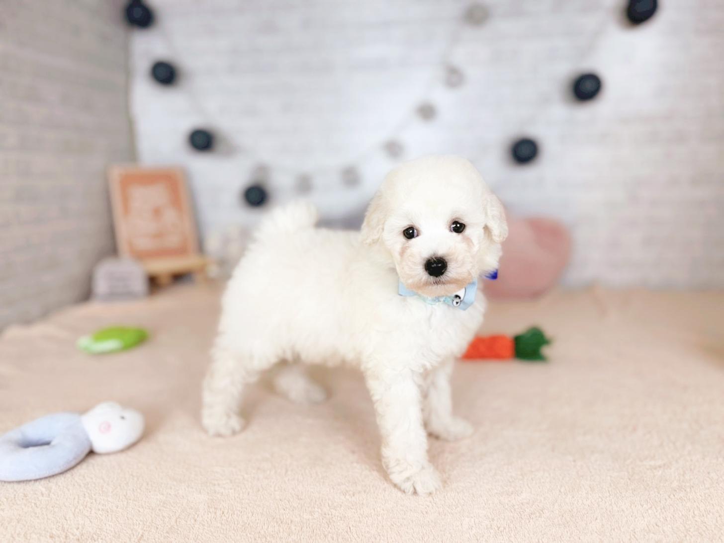 北海道のトイプードル(トイ) (ペットショップだんぼ/2025年10月5日生まれ/男の子/ホワイト)の子犬の3枚目の画像