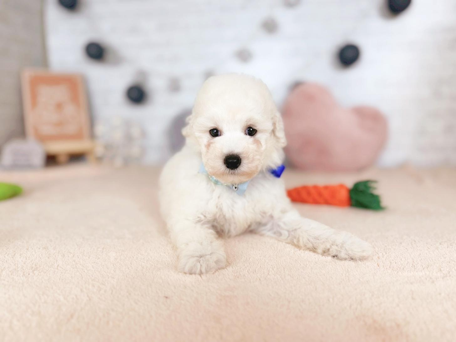 北海道のトイプードル(トイ) (ペットショップだんぼ/2025年10月5日生まれ/男の子/ホワイト)の子犬の4枚目の画像