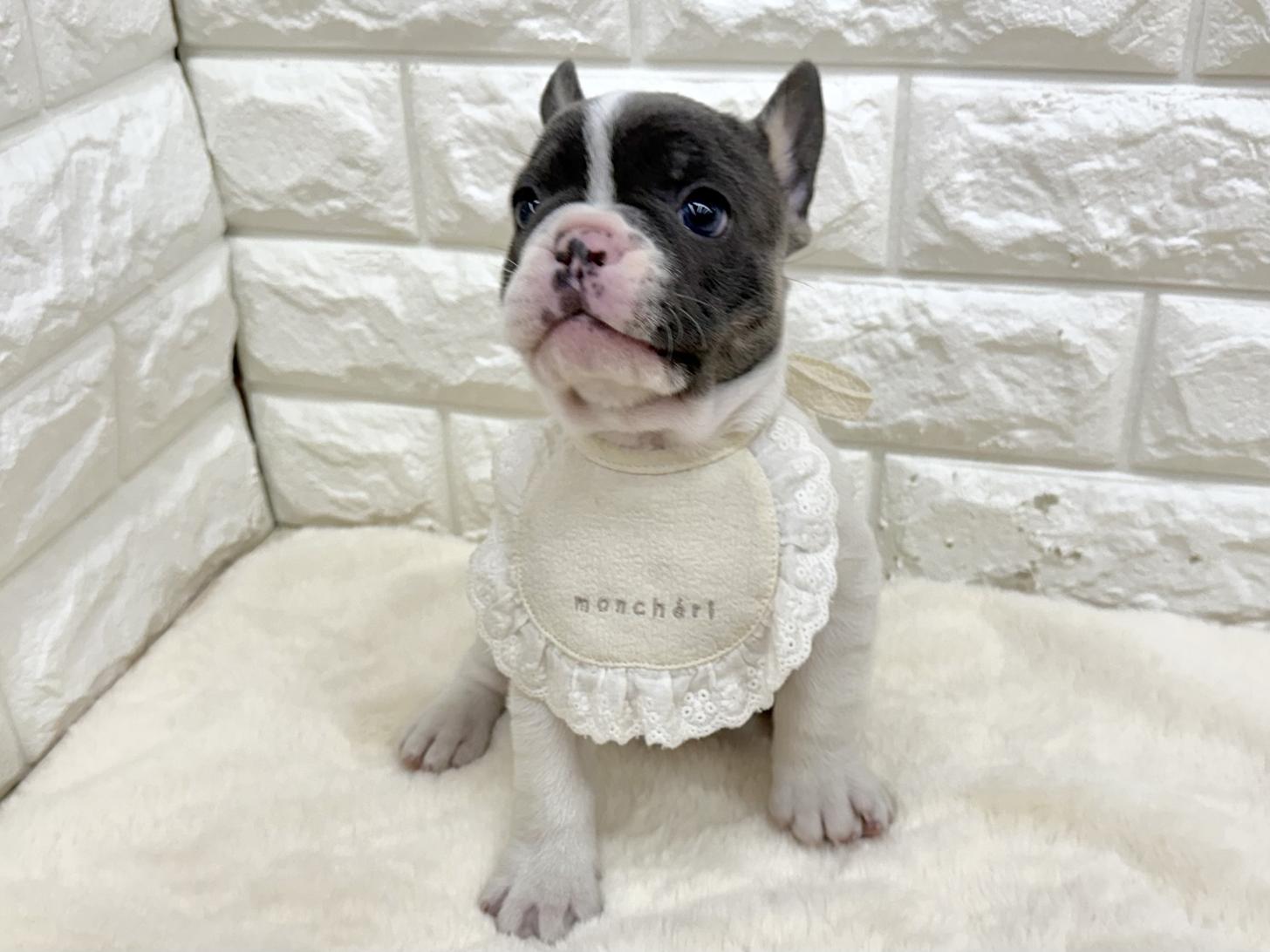 神奈川県のフレンチブルドッグ (ペッツコンシェル鶴見元宮店/2026年2月18日生まれ/男の子/ブルーホワイト)の子犬の2枚目の画像