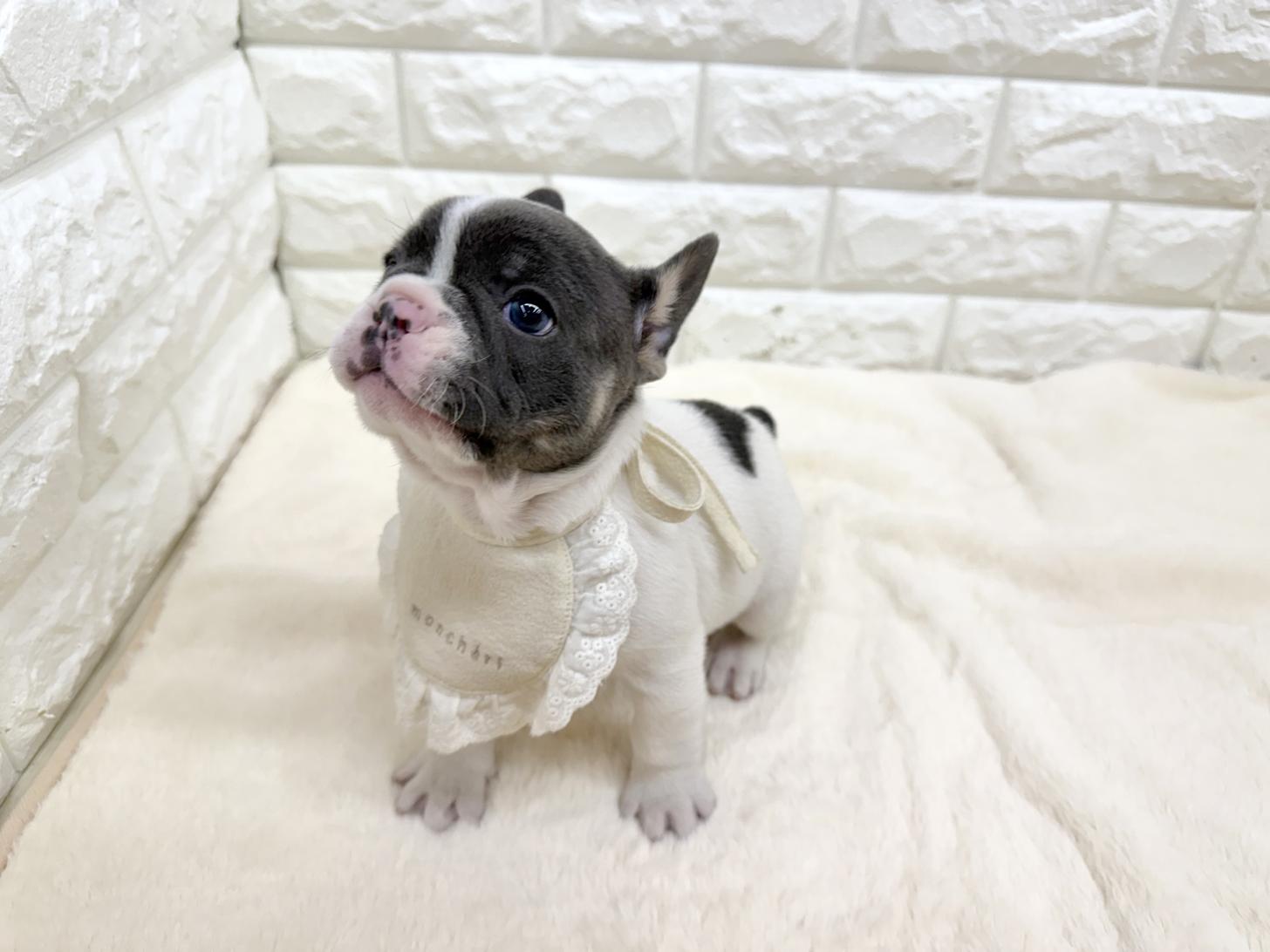 神奈川県のフレンチブルドッグ (ペッツコンシェル鶴見元宮店/2026年2月18日生まれ/男の子/ブルーホワイト)の子犬の3枚目の画像