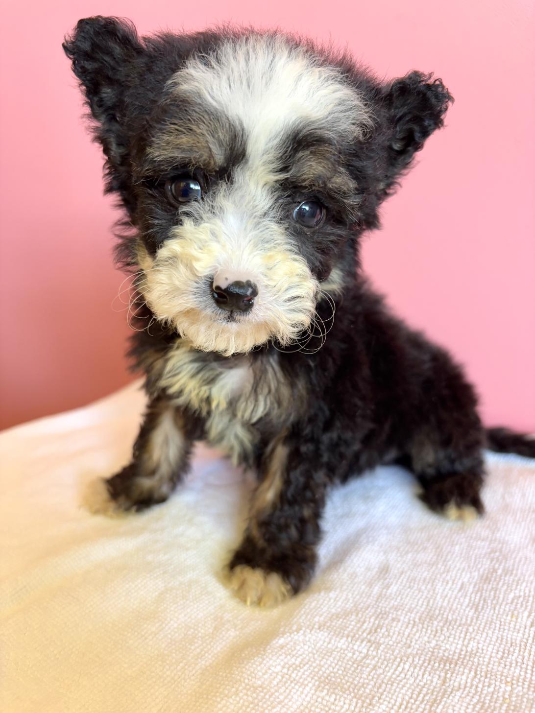 埼玉県のチャイニーズクレステッドドッグ (ペッツスマイル南中野店/2025年12月14日生まれ/女の子/ブラックタンホワイト)の子犬の1枚目の画像