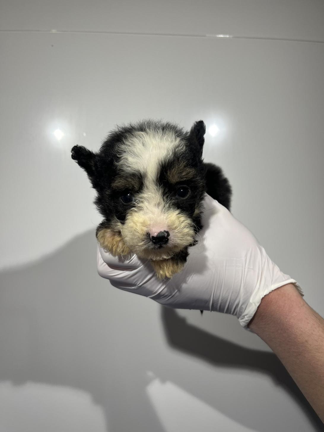 埼玉県のチャイニーズクレステッドドッグ (ペッツスマイル南中野店/2025年12月14日生まれ/女の子/ブラックタンホワイト)の子犬の1枚目の画像