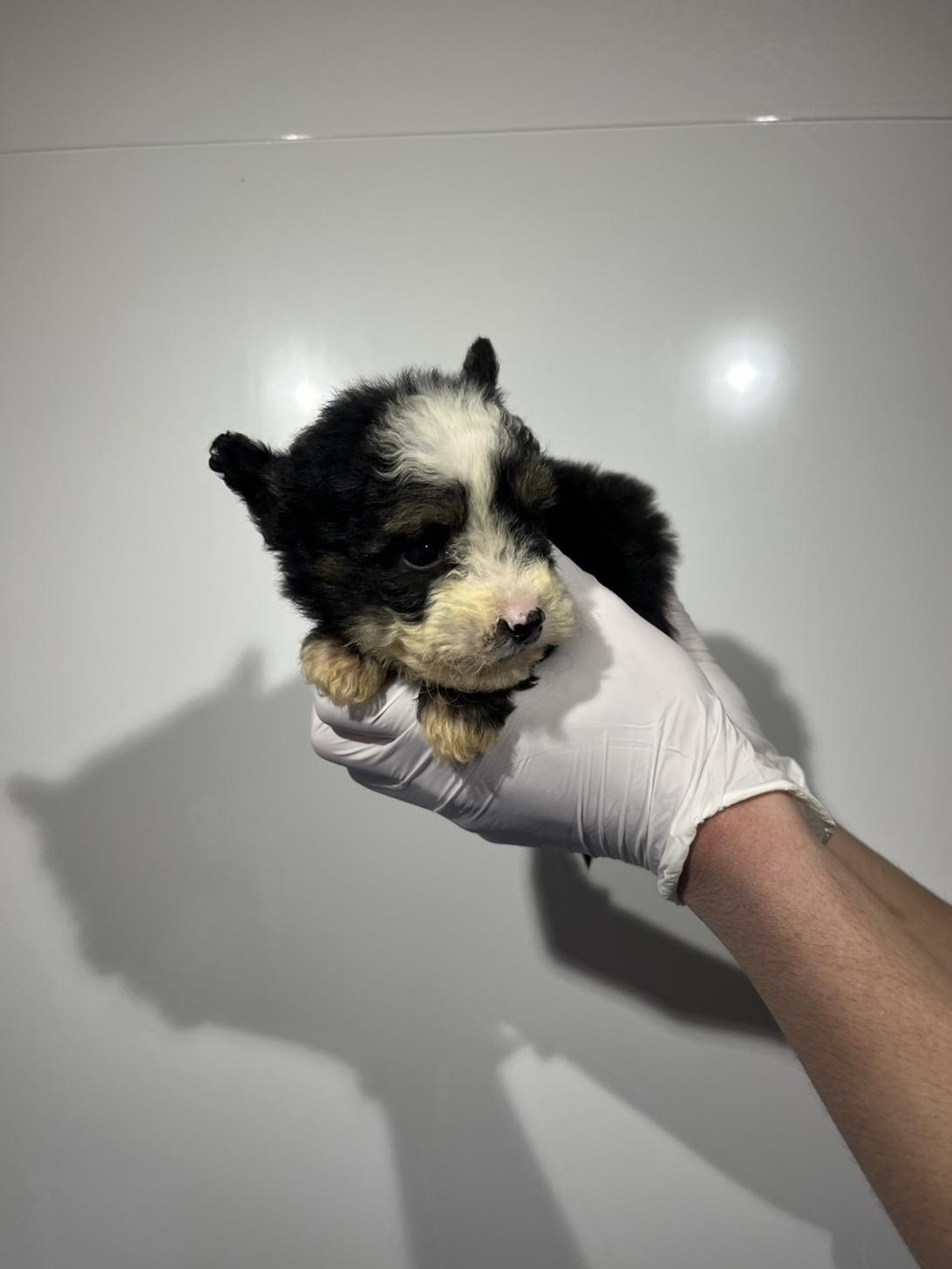 埼玉県のチャイニーズクレステッドドッグ (ペッツスマイル南中野店/2025年12月14日生まれ/女の子/ブラックタンホワイト)の子犬の2枚目の画像