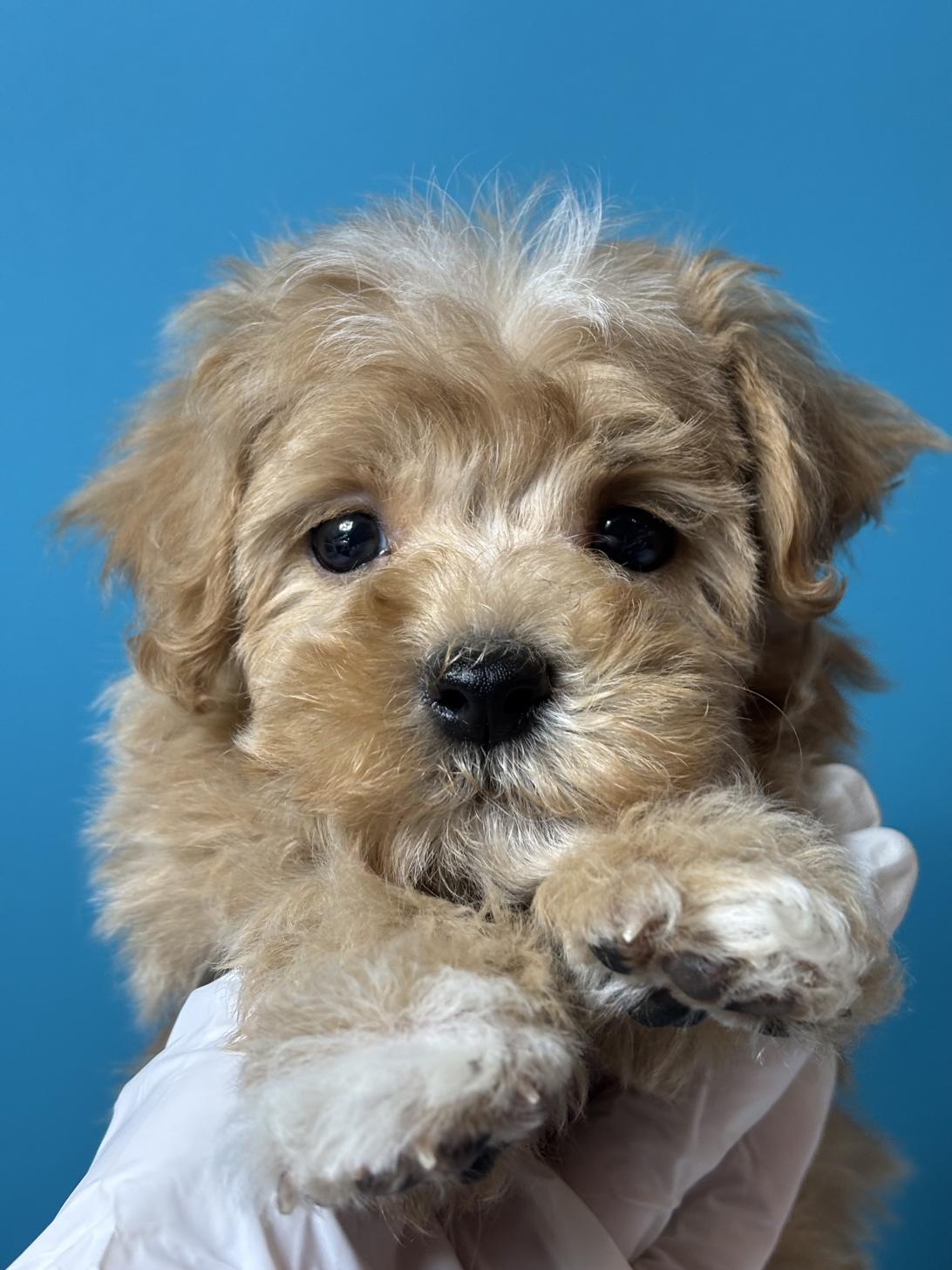 埼玉県のマルプー(マルチーズ×プードル) (ペッツスマイル加須インター店/2025年9月6日生まれ/男の子/アプリコット)の子犬の1枚目の画像