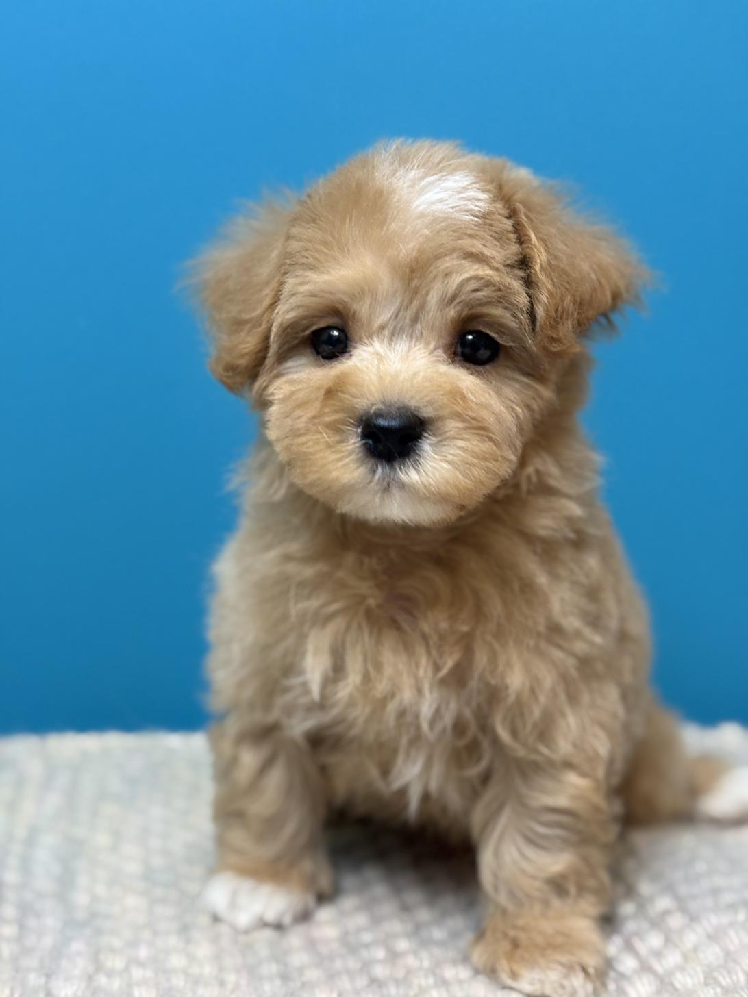 埼玉県のマルプー(マルチーズ×プードル) (ペッツスマイル加須インター店/2025年9月6日生まれ/男の子/アプリコット)の子犬の1枚目の画像