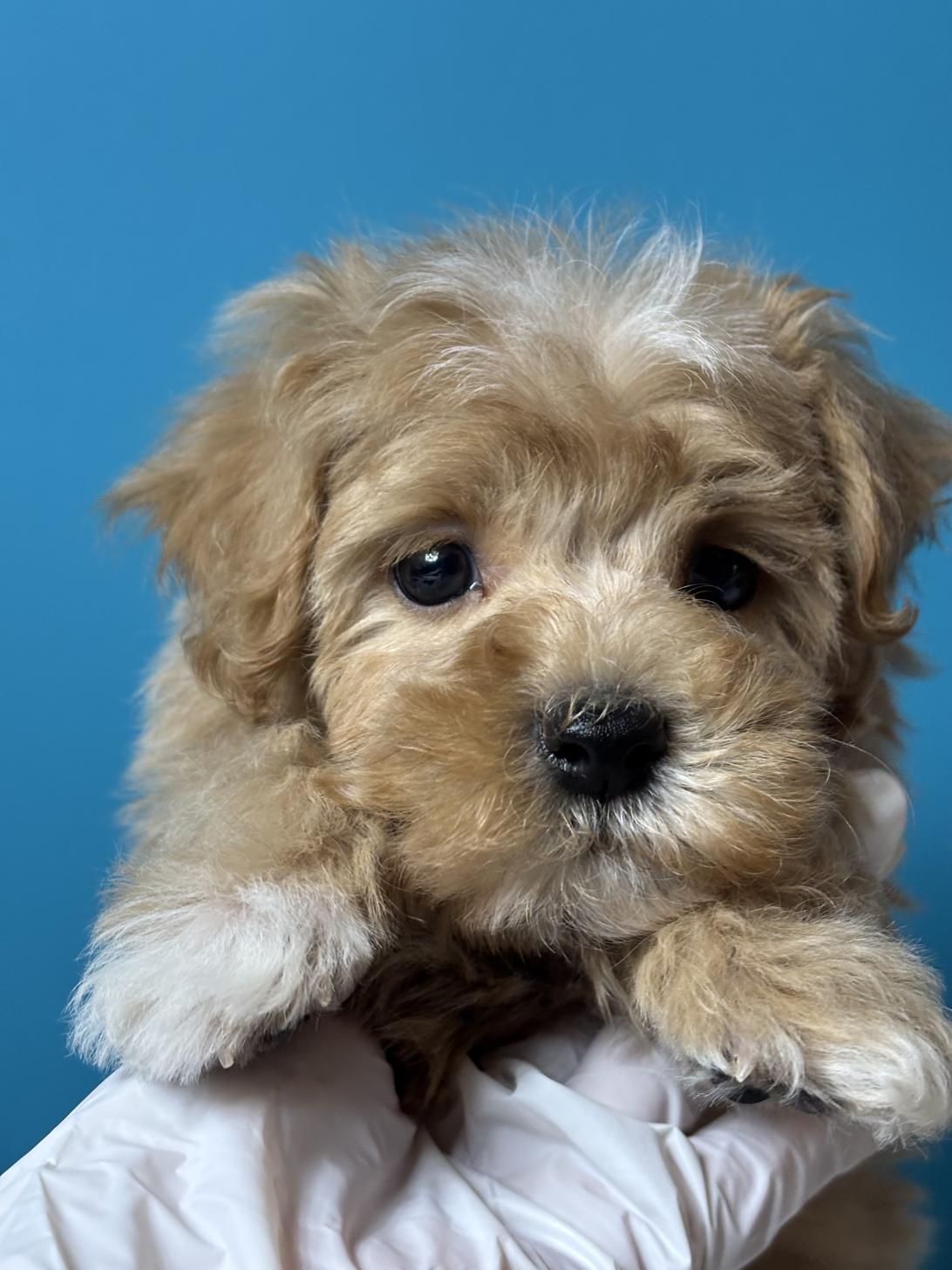 埼玉県のマルプー(マルチーズ×プードル) (ペッツスマイル加須インター店/2025年9月6日生まれ/男の子/アプリコット)の子犬の2枚目の画像