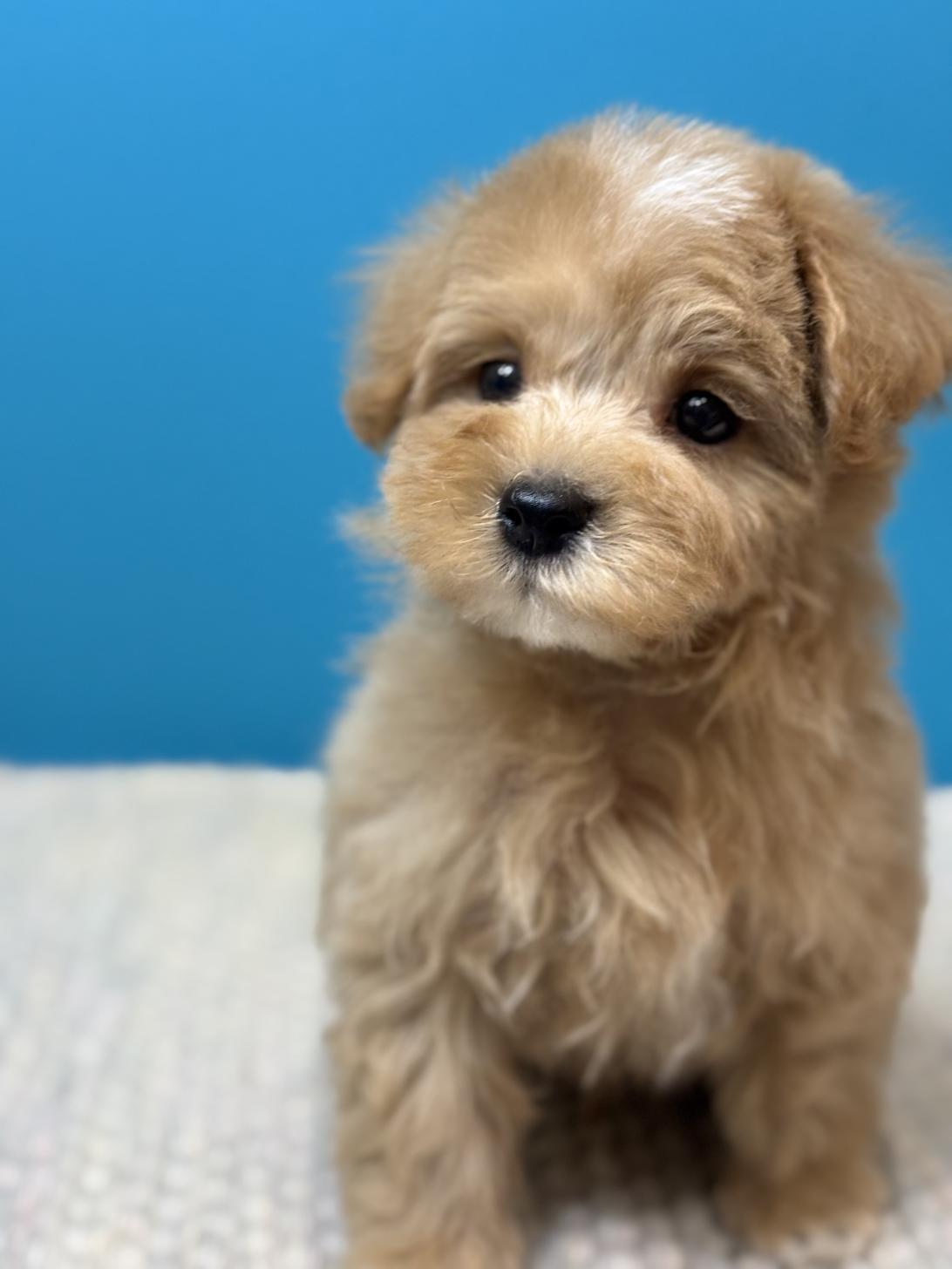 埼玉県のマルプー(マルチーズ×プードル) (ペッツスマイル加須インター店/2025年9月6日生まれ/男の子/アプリコット)の子犬の2枚目の画像