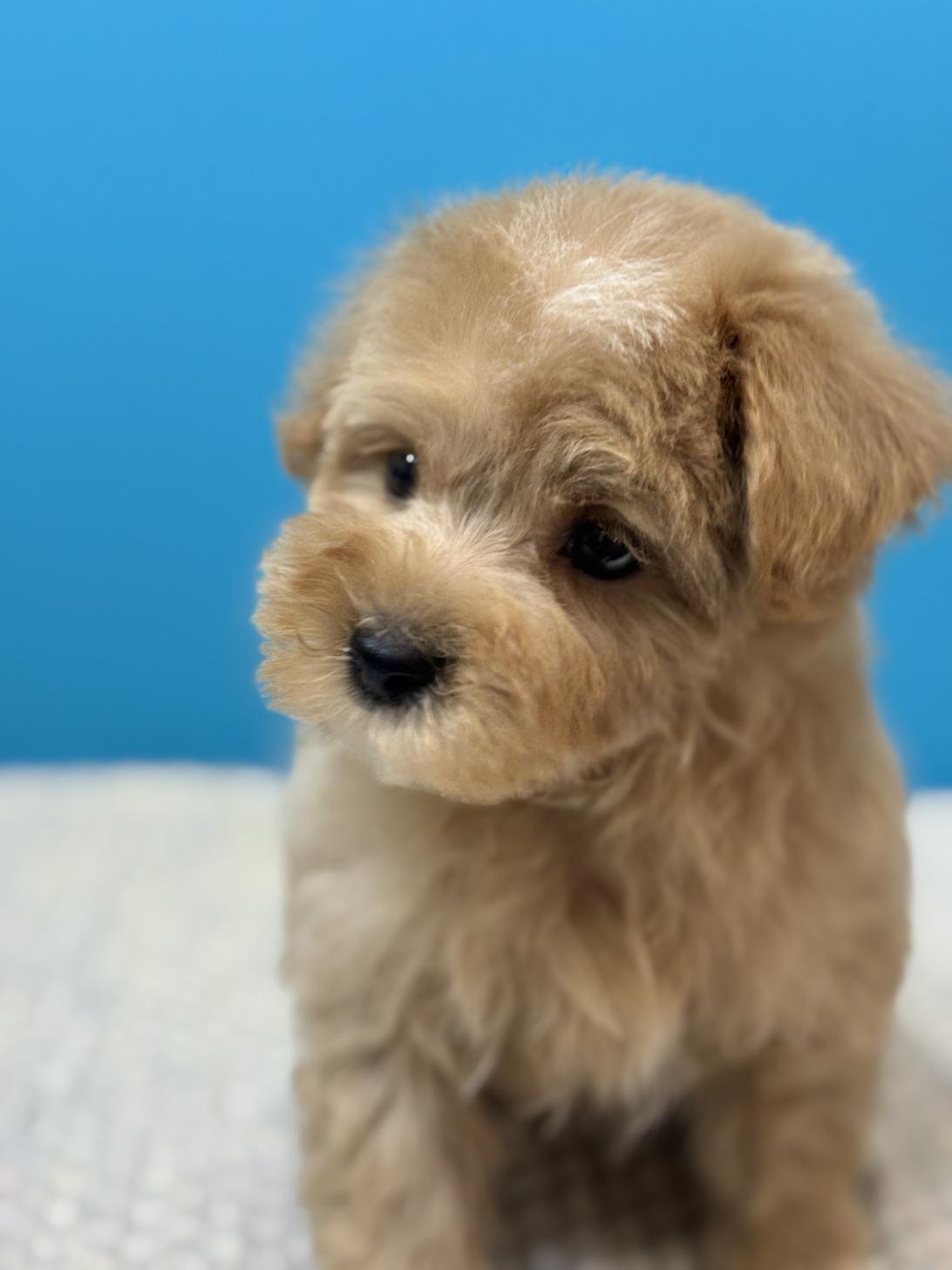 埼玉県のマルプー(マルチーズ×プードル) (ペッツスマイル加須インター店/2025年9月6日生まれ/男の子/アプリコット)の子犬の3枚目の画像