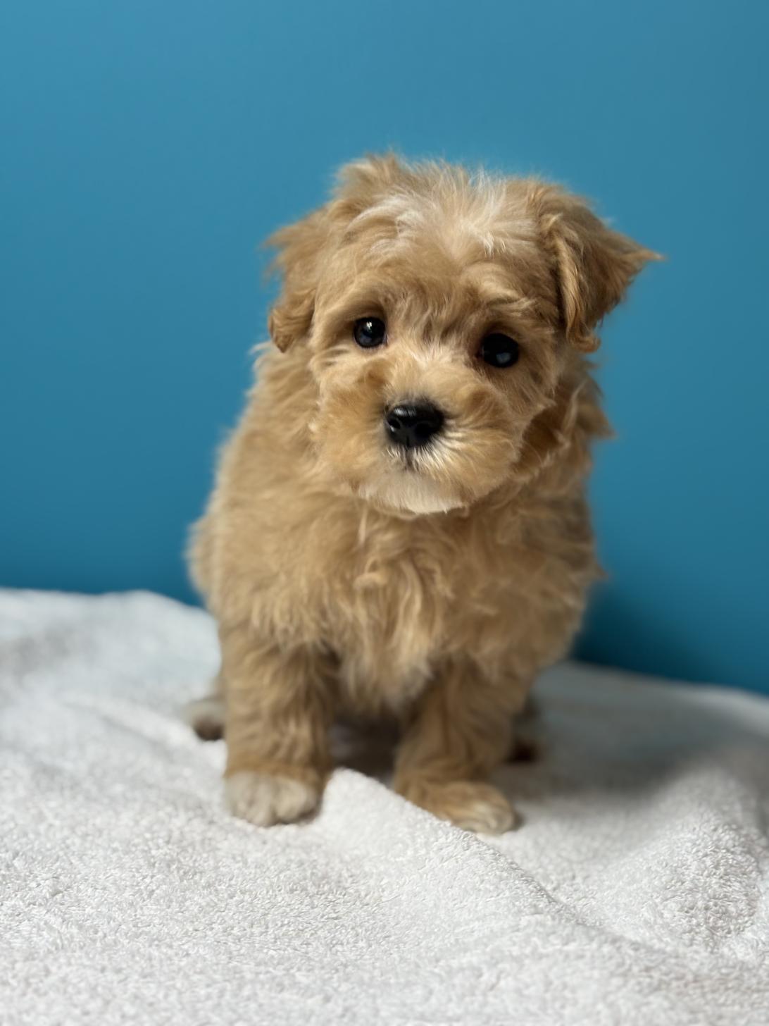 埼玉県のマルプー(マルチーズ×プードル) (ペッツスマイル加須インター店/2025年9月6日生まれ/男の子/アプリコット)の子犬の4枚目の画像