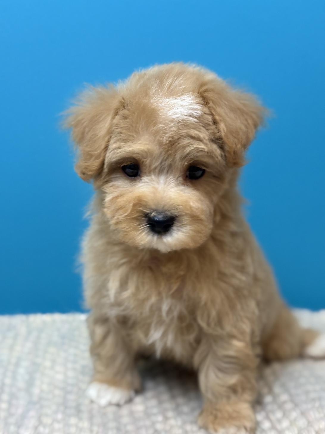 埼玉県のマルプー(マルチーズ×プードル) (ペッツスマイル加須インター店/2025年9月6日生まれ/男の子/アプリコット)の子犬の4枚目の画像