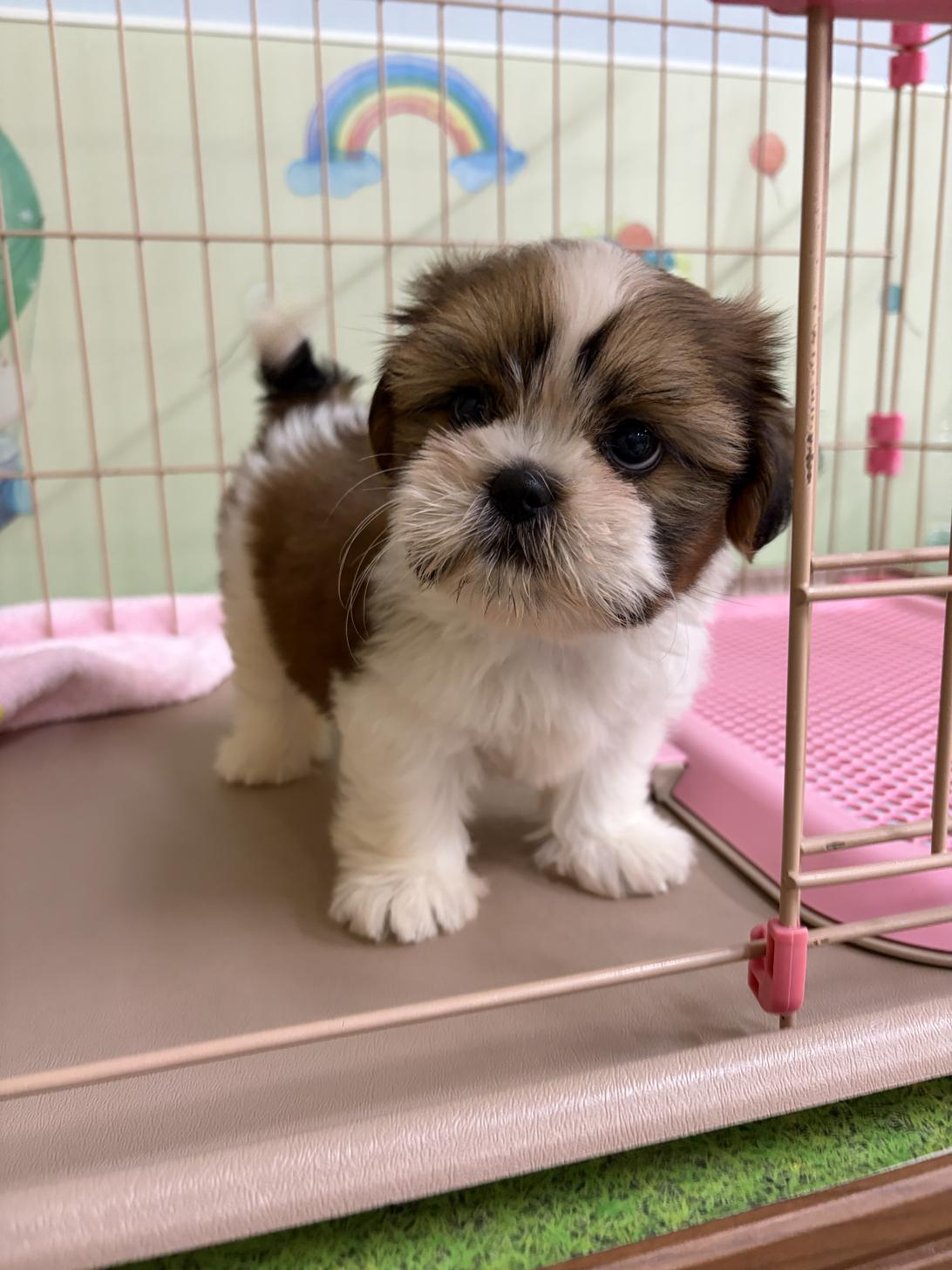 愛知県のシーズー (子いぬの足あと/2026年7月3日生まれ/女の子/ホワイトゴールド)の子犬