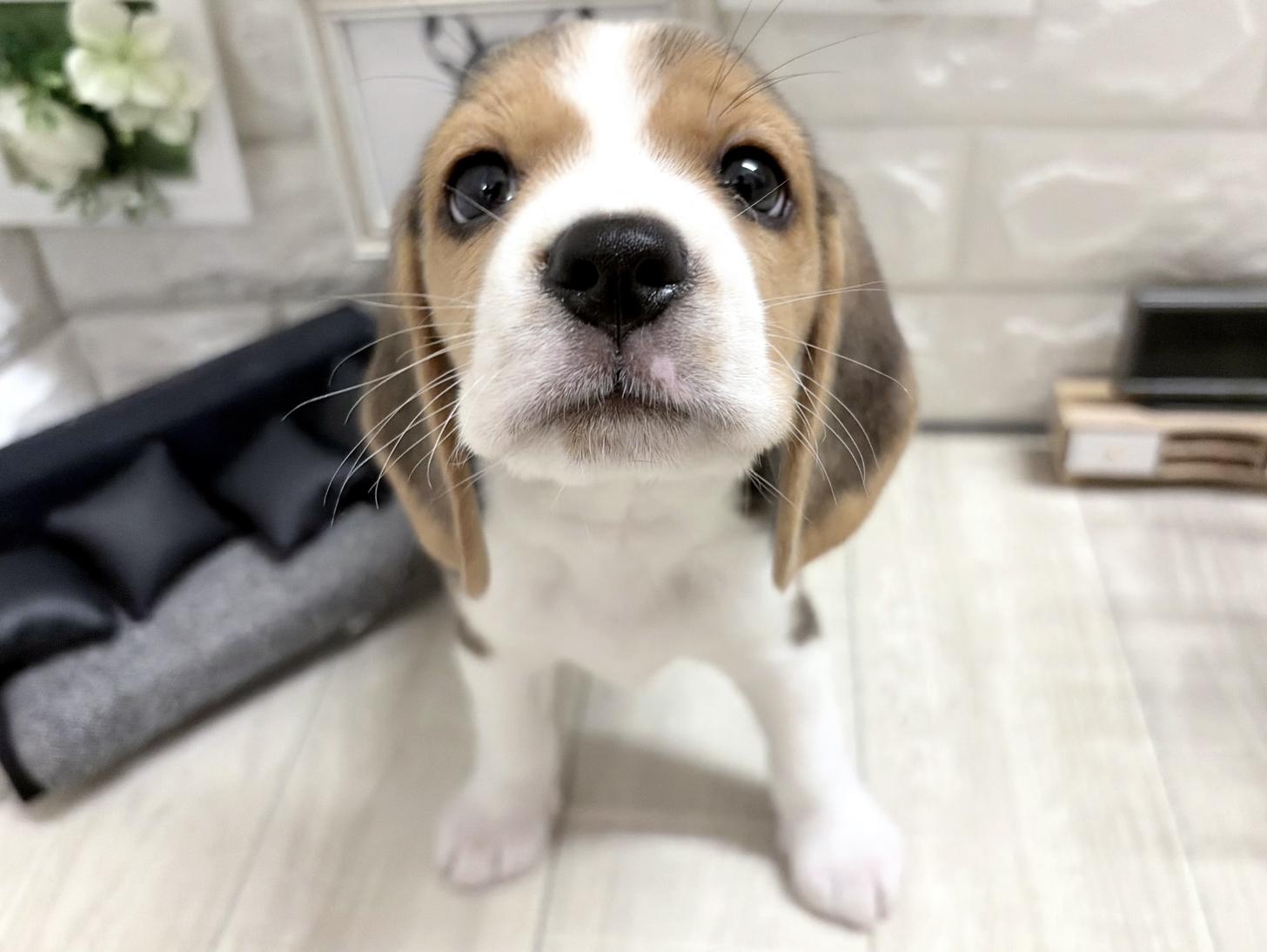 和歌山県のビーグル (DOGMAN和歌山店/2026年7月17日生まれ/女の子/ブラックタンホワイト)の子犬の1枚目の画像