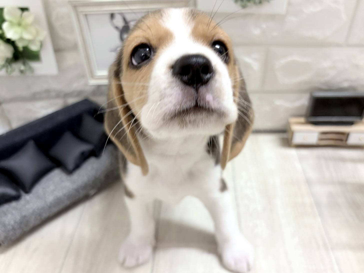 和歌山県のビーグル (DOGMAN和歌山店/2026年7月17日生まれ/女の子/ブラックタンホワイト)の子犬の2枚目の画像