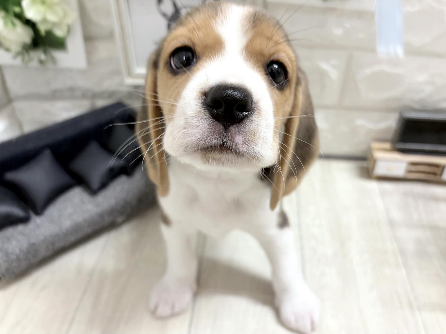 和歌山県のビーグル (DOGMAN和歌山店/2026年7月17日生まれ/女の子/ブラックタンホワイト)の子犬の3枚目の画像