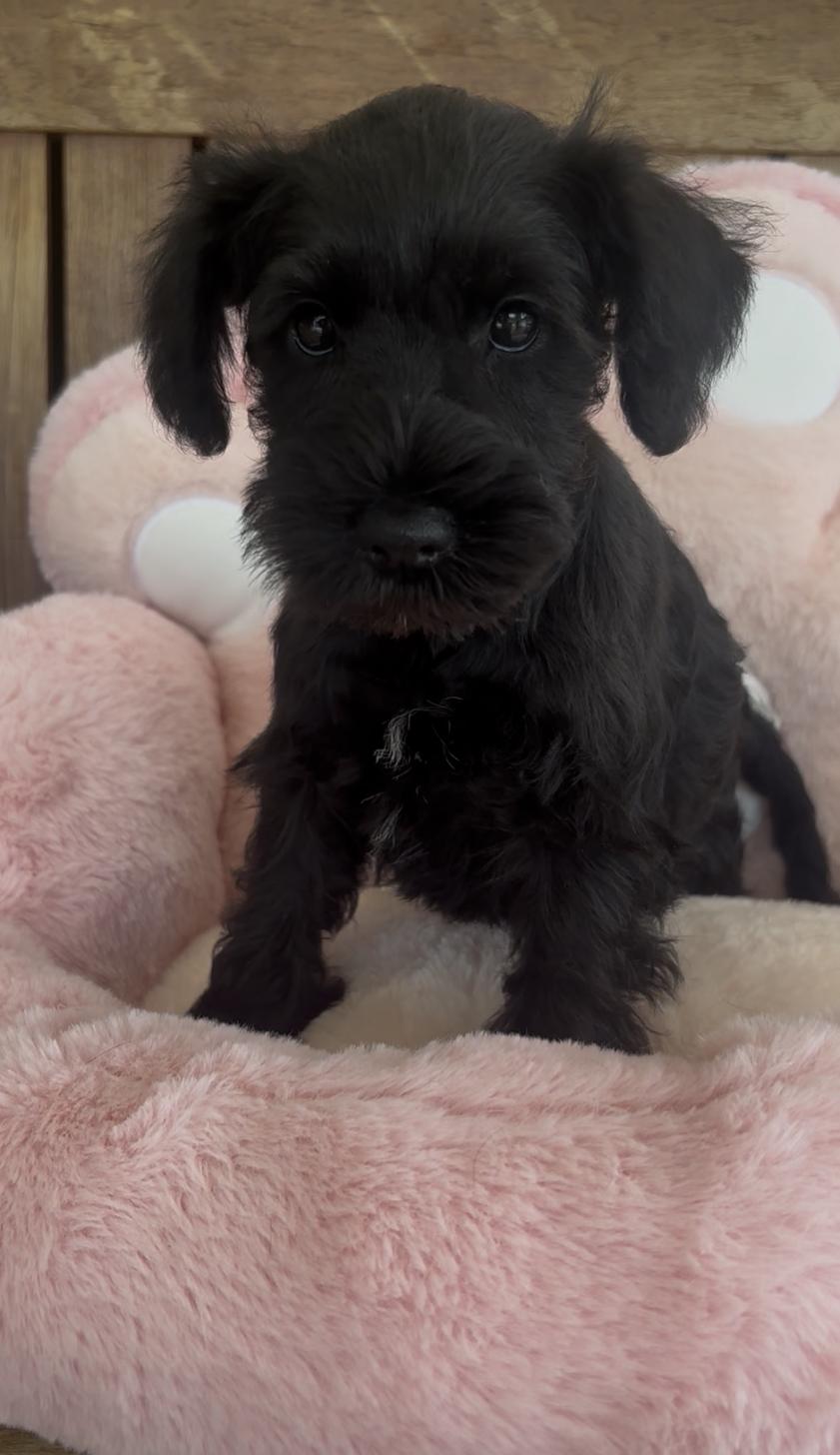 佐賀県のミニチュアシュナウザー (スタードッグス新鳥栖店/2026年1月4日生まれ/女の子/ブラック)の子犬の1枚目の画像
